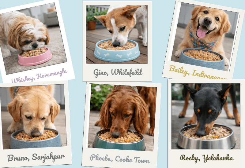 Bangalore Floofs Are Switching |  Maggie's Meals