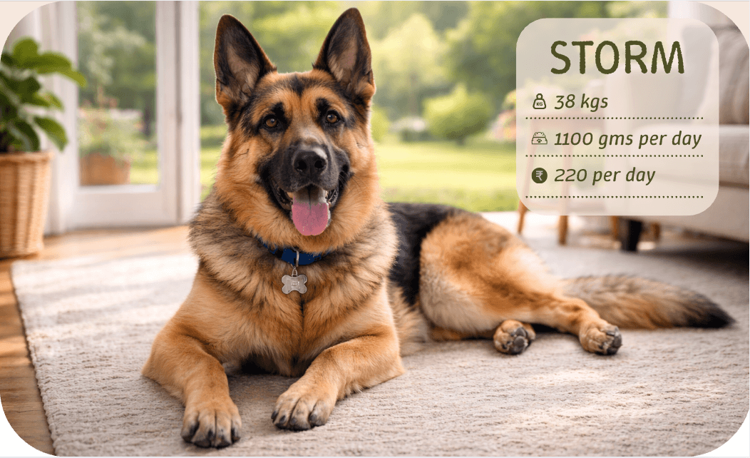 Your dog