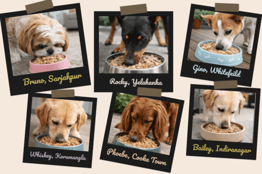 Bangalore Floofs Switching  | Maggie's Meals