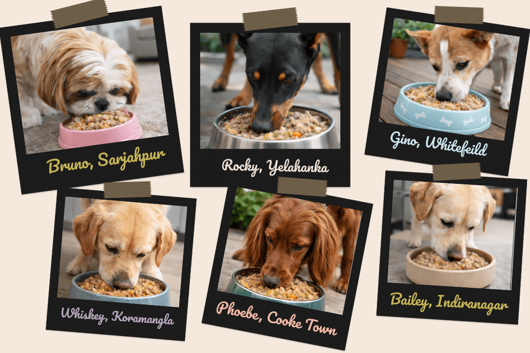 Bangalore Floofs Are Switching |  Maggie's Meals