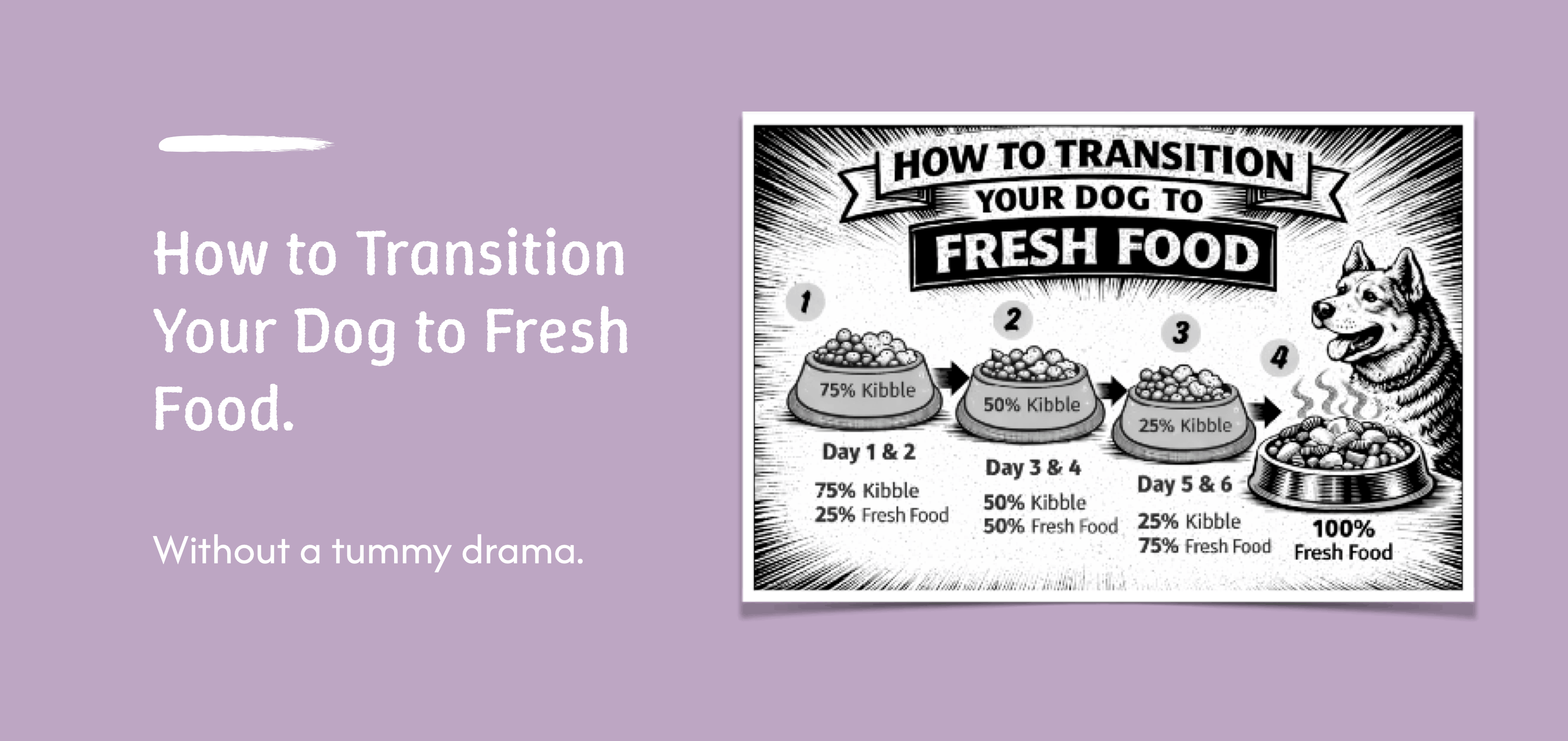 How to Transition Your Dog to Fresh Food  | Pet Nutrition | Maggie's Blogs