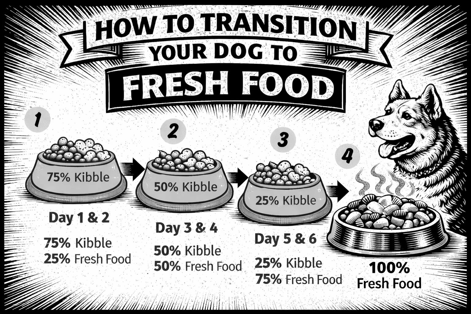 How to Transition Your Dog to Fresh Food  | Pet Nutrition | Maggie's Blogs